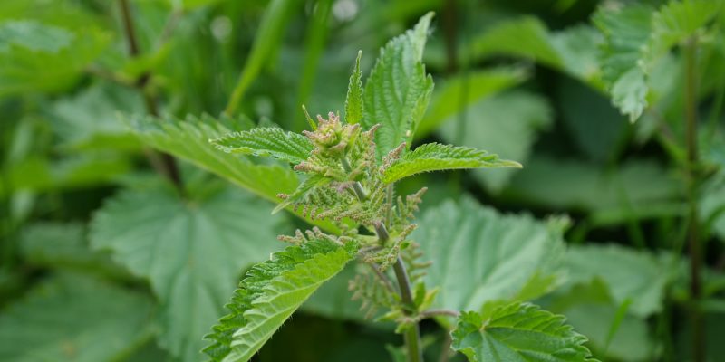 Ortiga (Urtica dioica) Ortiga (Urtica dioica)