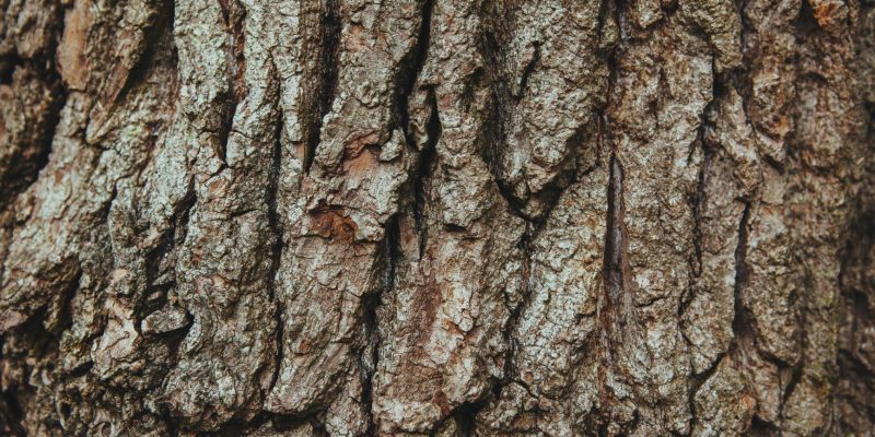 Corteza de roble (Quercus robur)