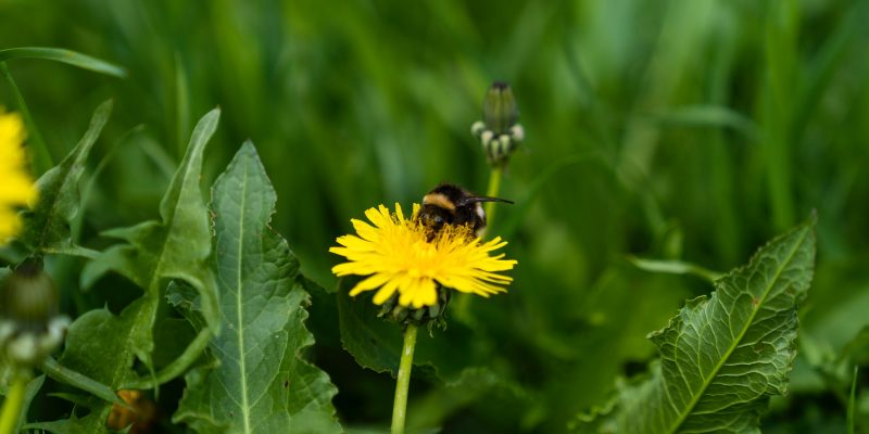 Diente de león (Taraxacum officinale)