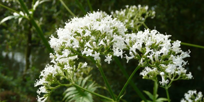 Valeriana (Valeriana officinalis) Valeriana (Valeriana officinalis)