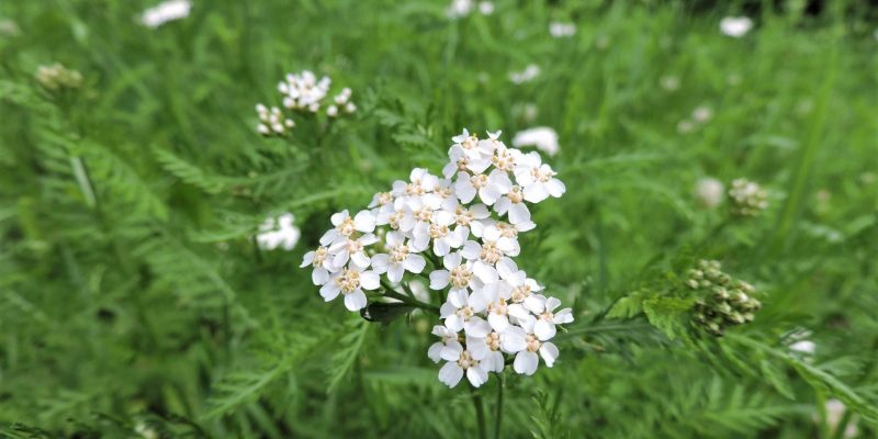 Milenrama (Achillea millefolium) Milenrama (Achillea millefolium)