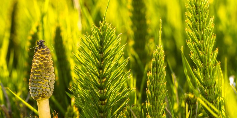 Cola de caballo (Equisetum arvense) Cola de caballo (Equisetum arvense)