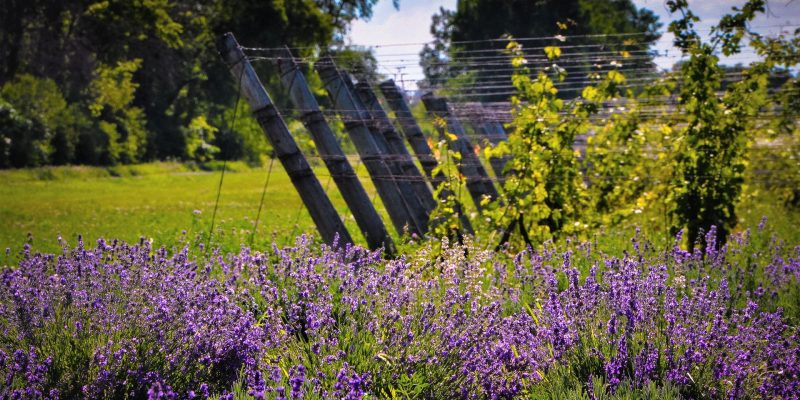 Setos de lavanda en un viñedo ecológico