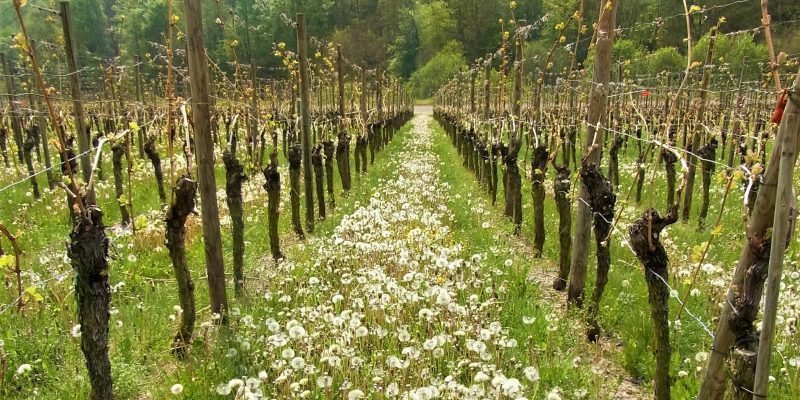 Viñedo ecológico con diente de león