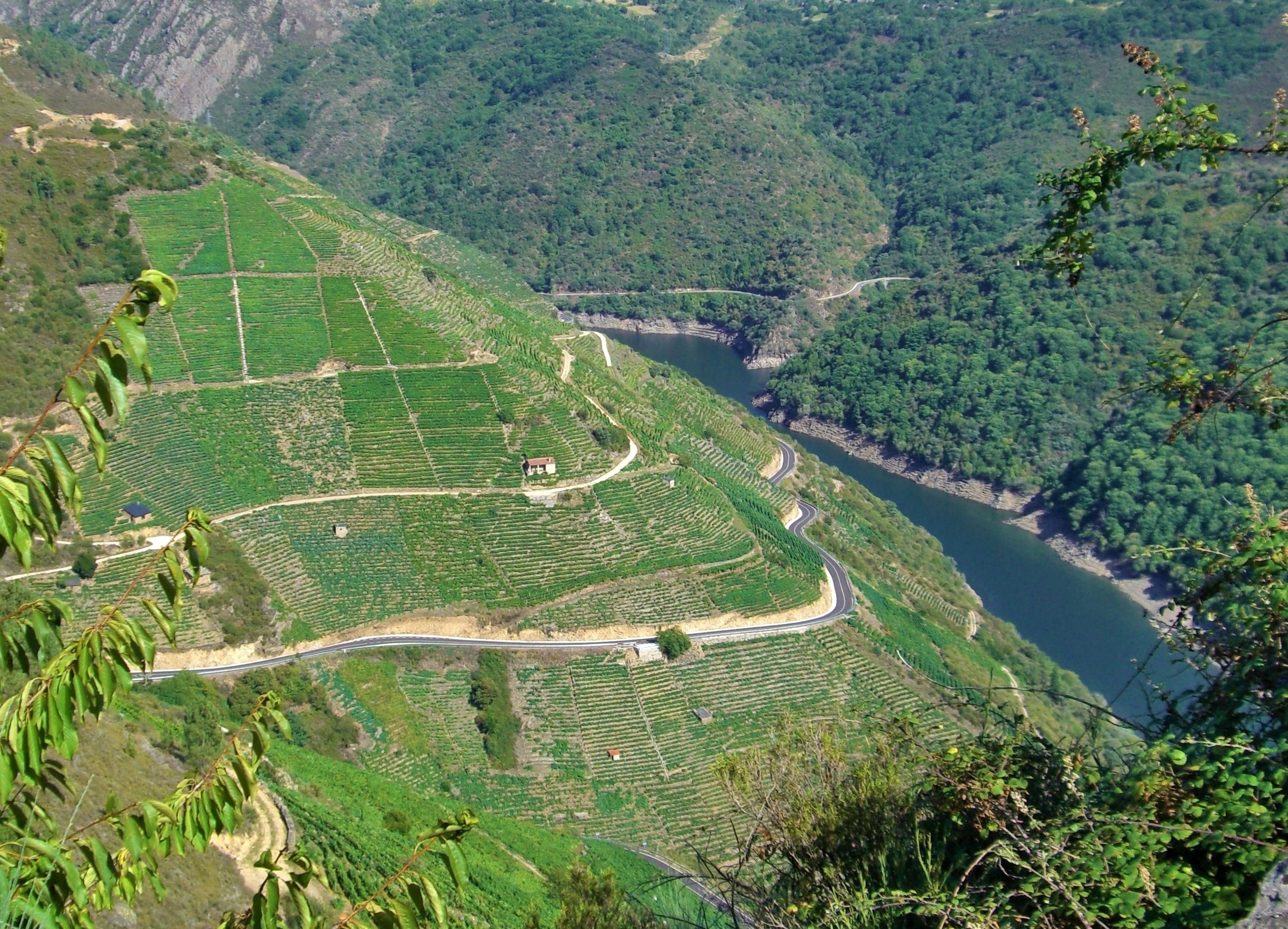 Bancales milenarios de viñedos en la Ribeira Sacra