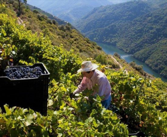 Viticultor vendimia Ribeira Sacra