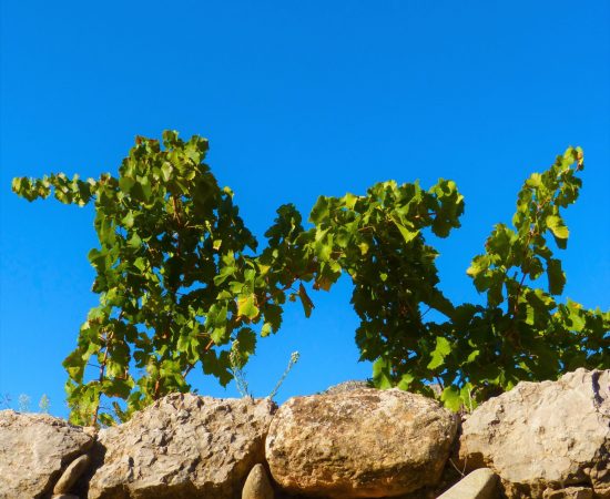 Viñas sobre rocas