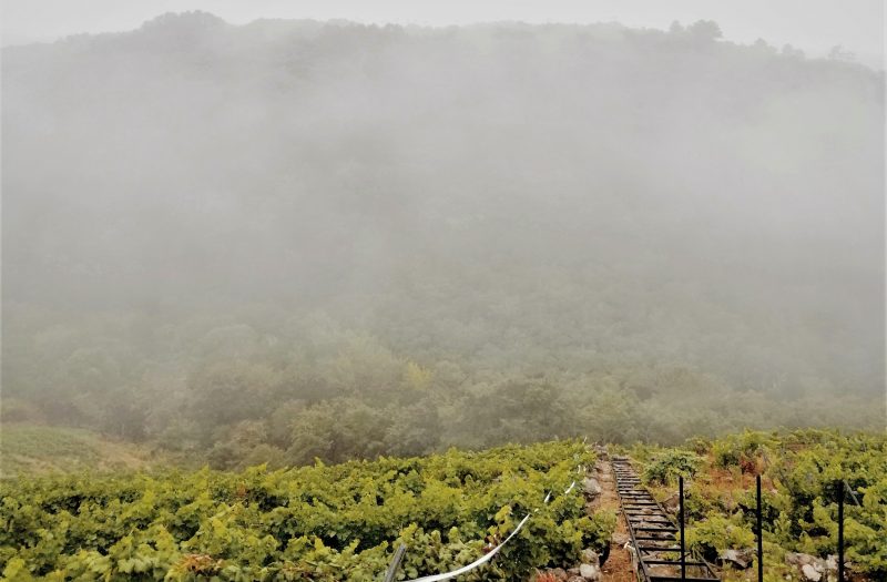 Raíles para cargar la vendimia en la Ribeira Sacra