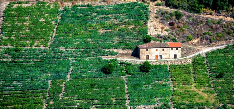 Pataos en la Ribeira Sacra