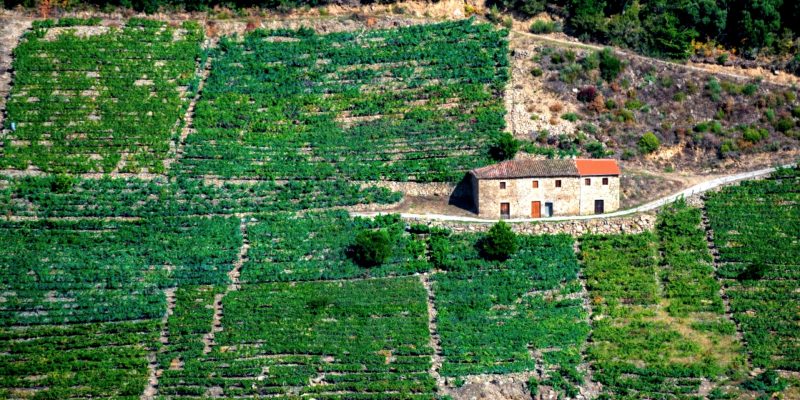 Pataos en la Ribeira Sacra