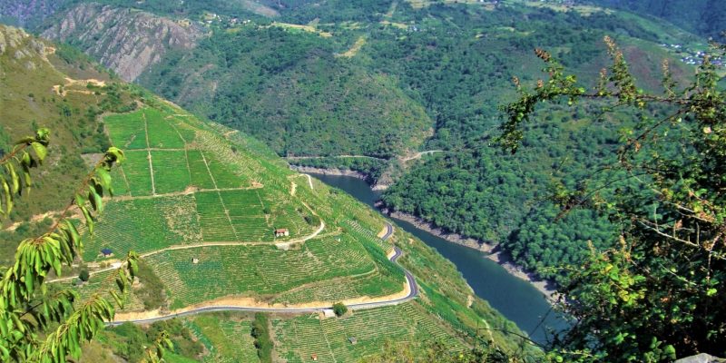 Terrazas de viñedos a orillas del Sil en la Ribeira Sacra