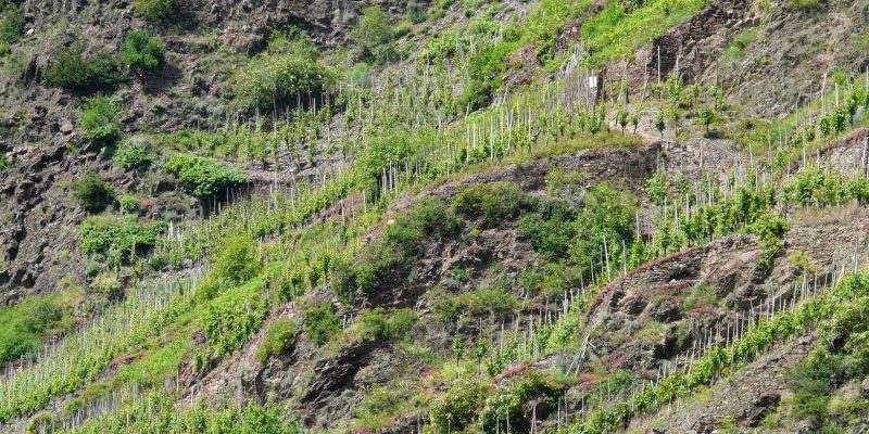 Viticultura de montaña