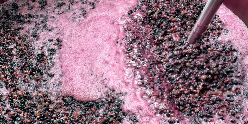 Bazuqueo, elaboración de vino tinto Bazuqueo, elaboración de vino tinto