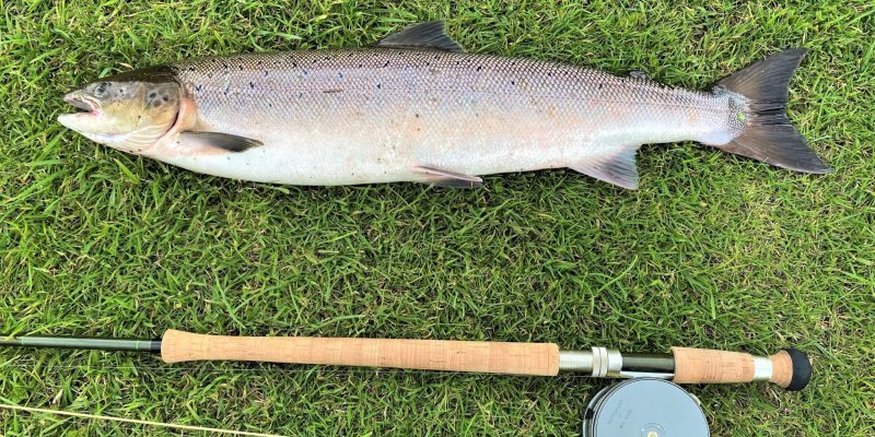 Salmón pesca Salmón pesca