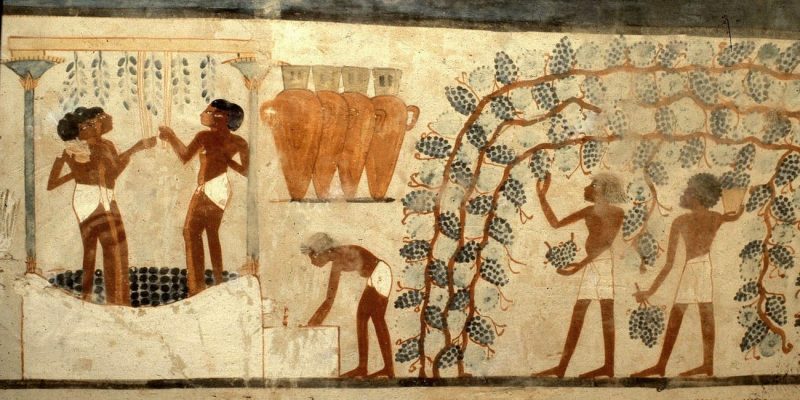 Representaciones de la vendimia y pisado de las uvas en un fresco del Antiguo Egipto (Tumba tebana de Najt) Vendimia y elaboración de vino en el Antiguo Egipto