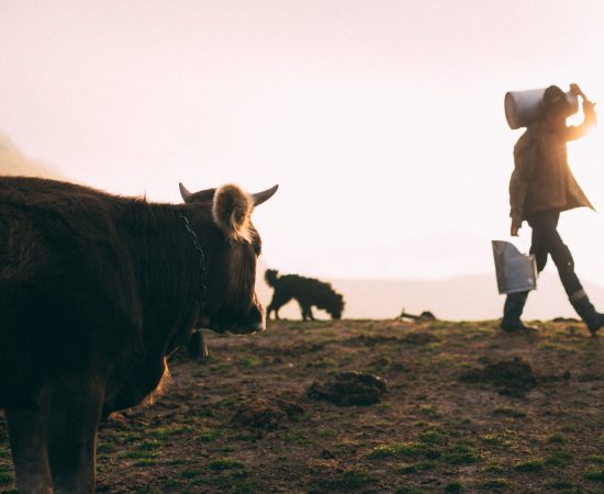 Vacas, prado, leche, ordeñar