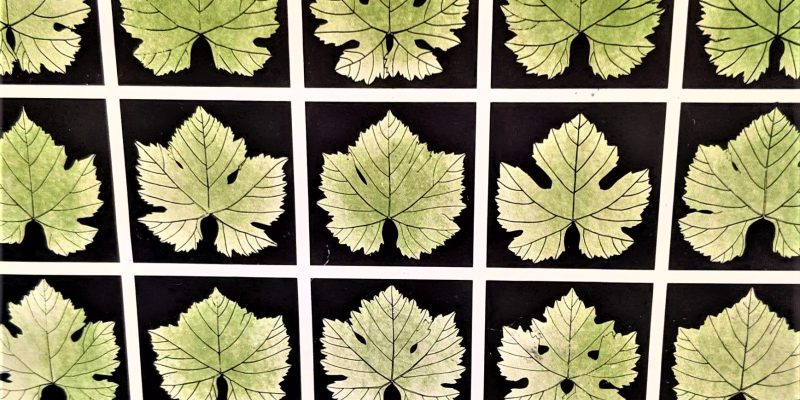 Ampelografía Albariño y Godello Ampelografía variedades de vid