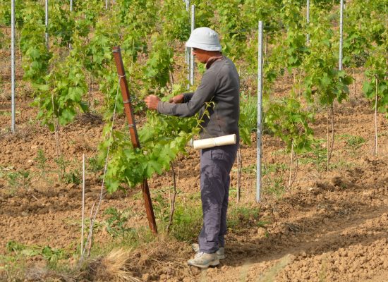 Técnico en viñedo