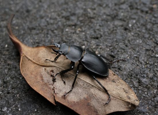 Hembra de vacaloura o ciervo volante