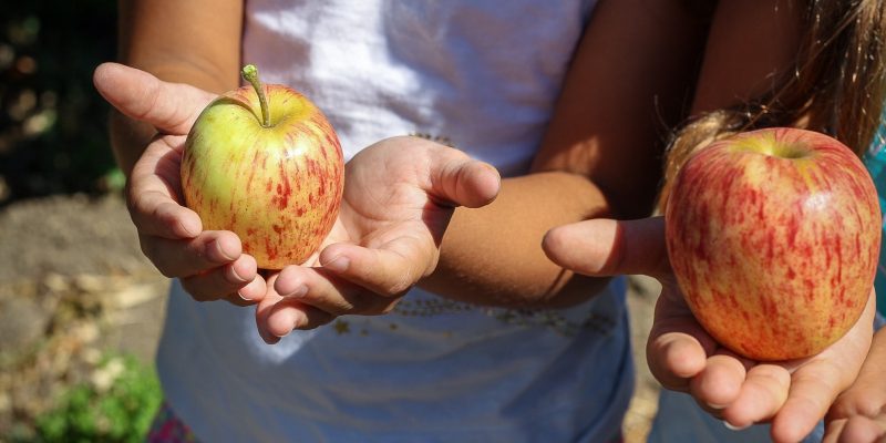 Manzanas sidreras