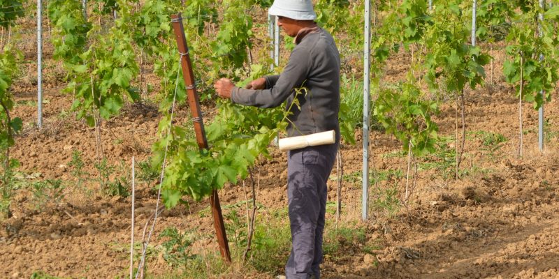 Viticultor atando los pámpanos de las vides Viticultor atando los pámpanos de las vides
