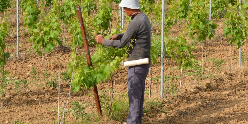 Viticultor atando los pámpanos de las vides