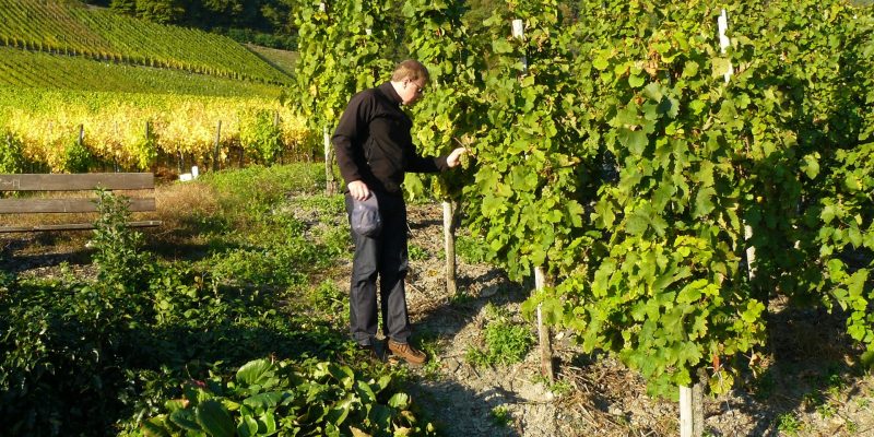 Viticultor supervisando el viñedo