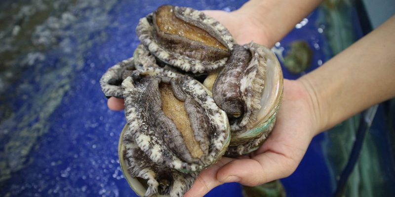 Orejas de mar recién capturadas