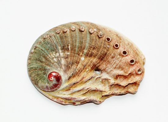 Concha de la oreja de mar (parte externa)