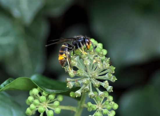 Avispa asiática