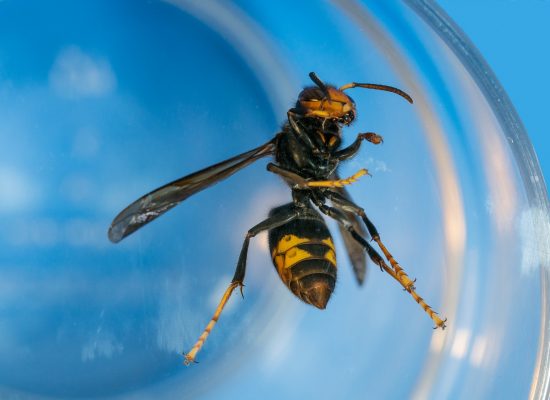 Vespa velutina o avispa asiática