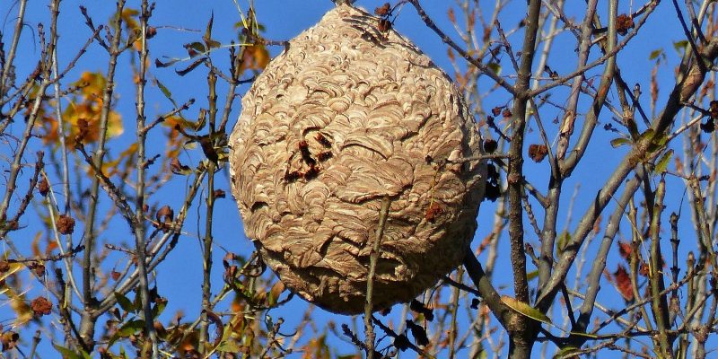 Nido de vespa velutina Nido de vespa velutina