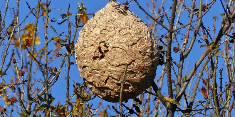 Nido de vespa velutina