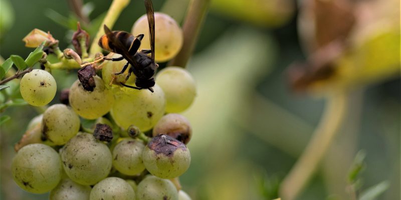Avispa velutina comiendo uvas en viñedo