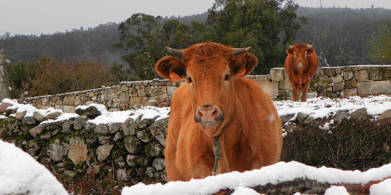 Ternera Rubia Gallega