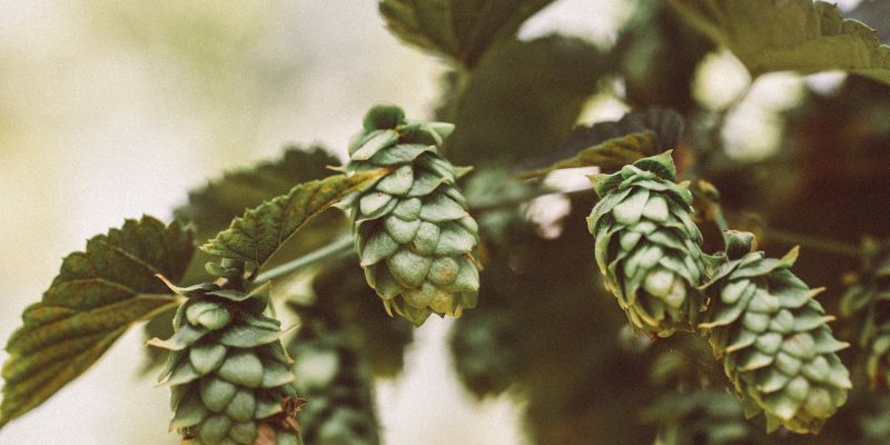 El lúpulo Lúpulo para cerveza