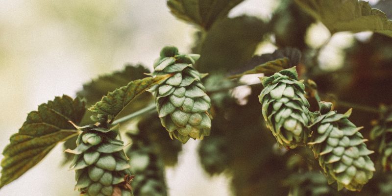 Lúpulo para cerveza