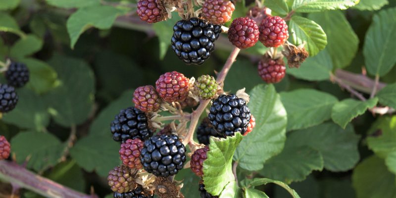 Moras de silva o silveira Moras de silva o silveira