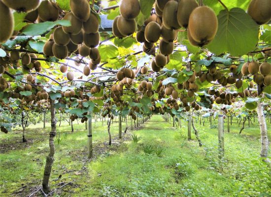 Plantación de kiwis Plantación de kiwis