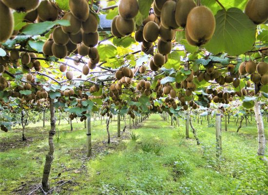 Plantación de kiwis