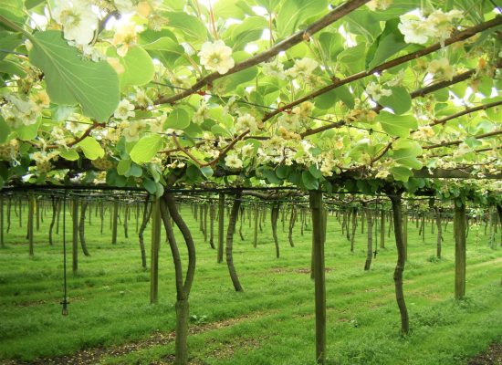 Plantación de kiwis en flor Plantación de kiwis en flor