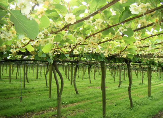 Plantación de kiwis en flor