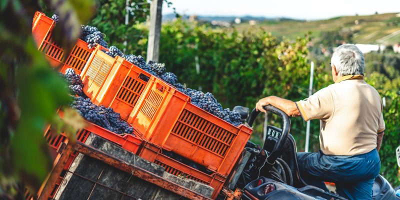 Viticultor con cajas de vendimia Viticultor con cajas de vendimia