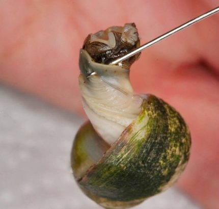 Littorina littorea cocido se extrae con un alfiler Caramuxo o mincha cocido se extrae con un alfiler