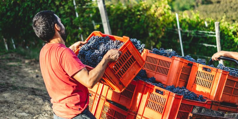 Apilando cajas de vendimia