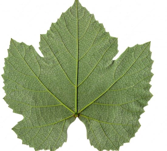Hoja de vid, ampelografía Hoja de vid, ampelografía