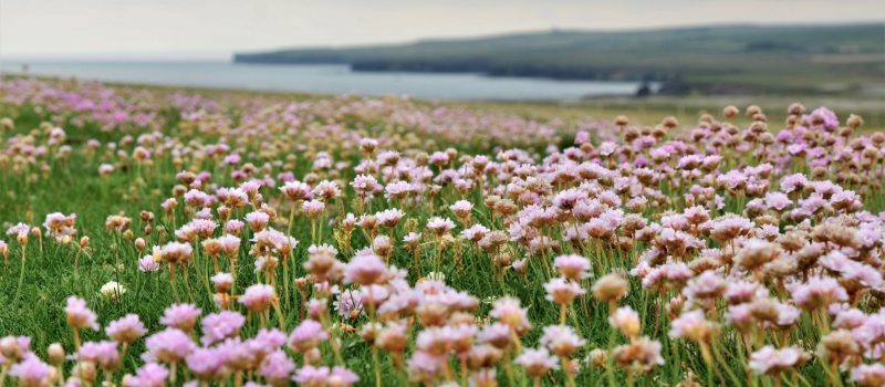 Armeria maritima