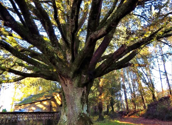 Árboles singulares en Galicia