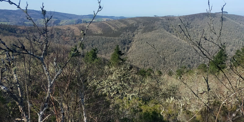 a-marronda Bosque A Marronda